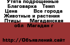 Утята подрощенные “Благоварка“,“Темп“ › Цена ­ 100 - Все города Животные и растения » Птицы   . Магаданская обл.,Магадан г.